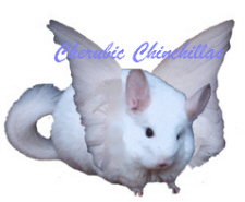 Cherubic Chinchillas